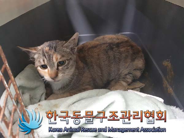 한국동물구조관리협회_411311202500033